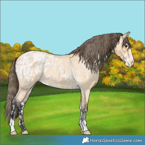 Horse Color:Classic Champagne Roan Splash and Buckskin Blanket