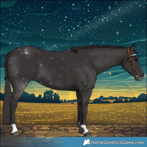Horse Color:Smoky Black