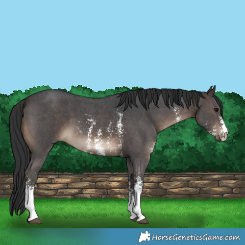 Horse Color:Brown Sabino