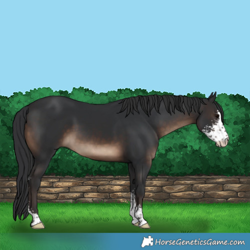 Horse Color:Brown Sabino 