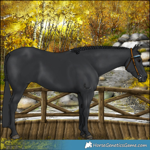 Horse Color:Black 