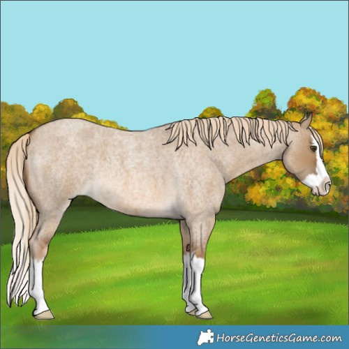 Horse Color:Chocolate Palomino Roan Dun Splash Rabicano