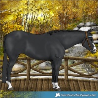 Horse Color:Black 