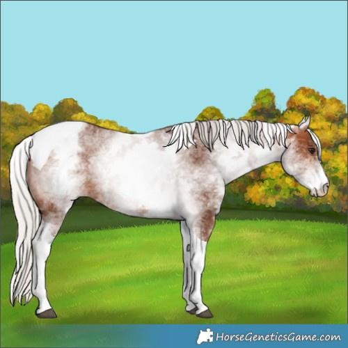 Horse Color:White Spotted Silver Brown Tobiano