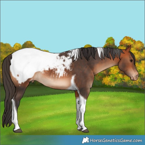 Horse Color:Bay Tobiano Appaloosa Rabicano