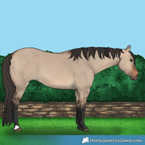 Horse Color:Bay Dun 