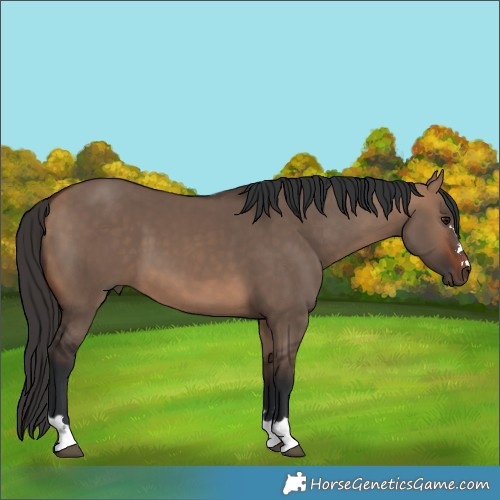 Horse Color:Bay Dun