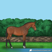 Horse Color:Bay 
