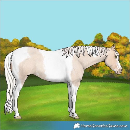 Horse Color:Silver Amber Champagne Roan Dun Splash Tobiano Frame Varnish Rabicano 