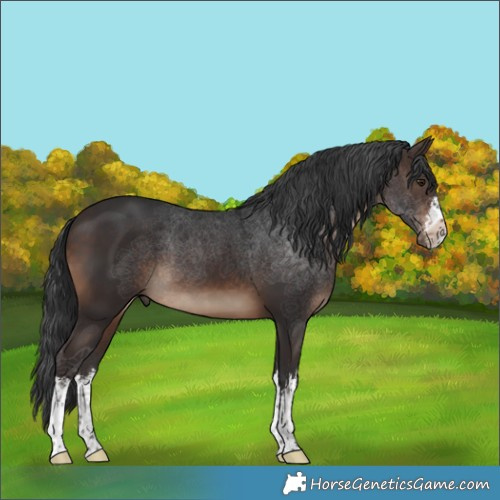 Horse Color:White Spotted Brown 