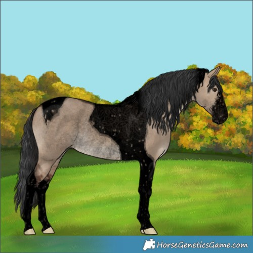 Horse Color:Void White Spotted Brown Dun Tobiano Rabicano