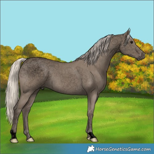 Horse Color:Void Silver Smoky Grullo 