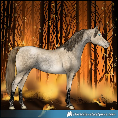 Horse Color:Void White Spotted Buckskin Snowdrop Rabicano