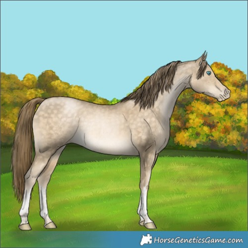 Horse Color:White Spotted Buckskin Snowdrop Rabicano