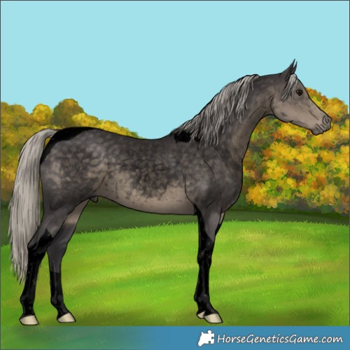 Horse Color:Void Silver Smoky Black Tobiano