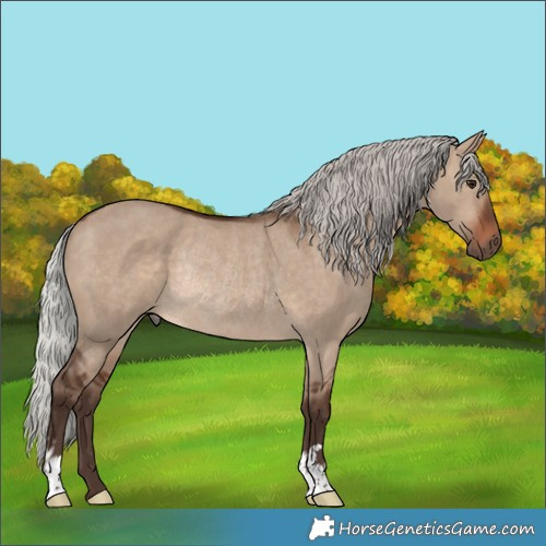 Horse Color:Silver Brown Dun Rabicano