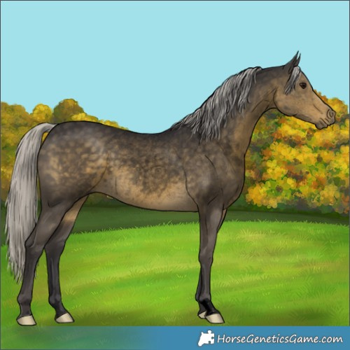 Horse Color:Void Silver Smoky Black Mushroom