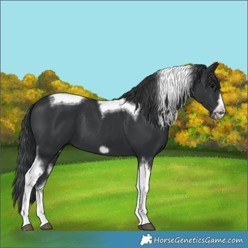 Horse Color:Black Tobiano Frame