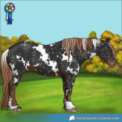 Horse Color:White Spotted Liver Chestnut Appaloosa 