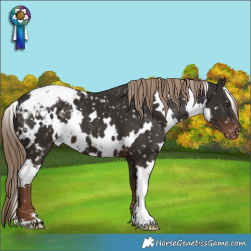 Horse Color:White Spotted Liver Chestnut Appaloosa