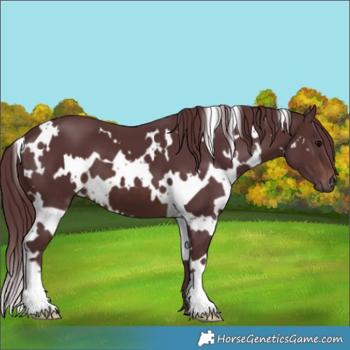 Horse Color:White Spotted Chocolate Brown