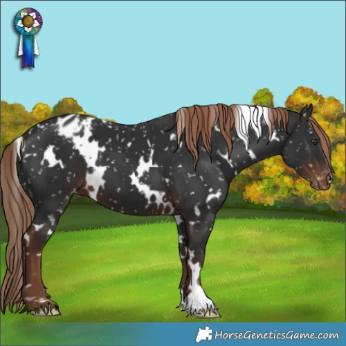 Horse Color:White Spotted Liver Chestnut Appaloosa 
