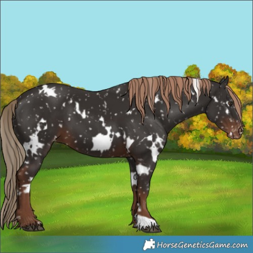 Horse Color:White Spotted Liver Chestnut Appaloosa 
