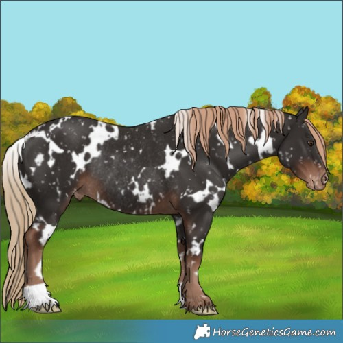 Horse Color:White Spotted Liver Chestnut Appaloosa Rabicano