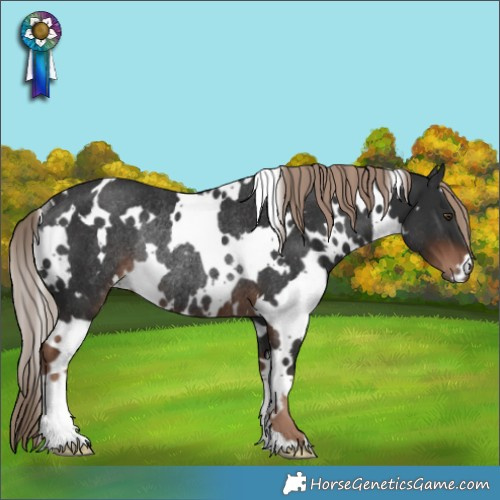 Horse Color:White Spotted Liver Chestnut Rabicano