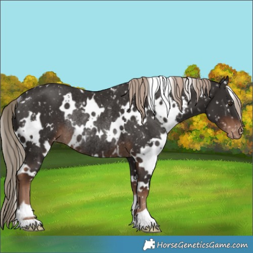 Horse Color:White Spotted Liver Chestnut Appaloosa Rabicano