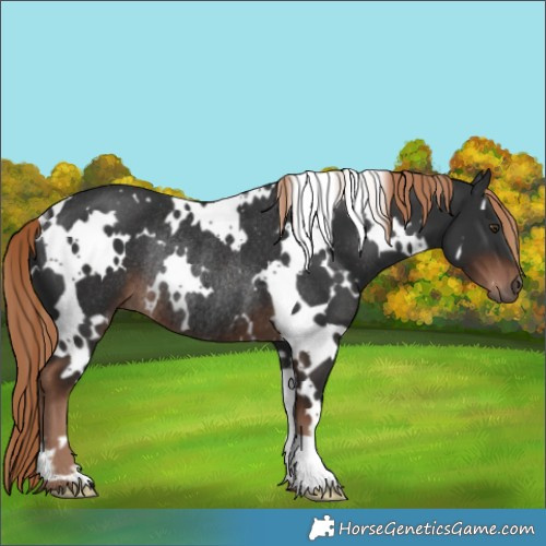 Horse Color:White Spotted Liver Chestnut Rabicano 