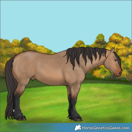 Horse Color:Unknown
