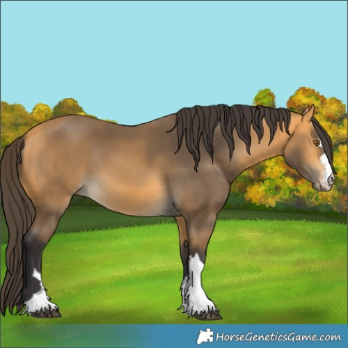 Horse Color:Buckskin
