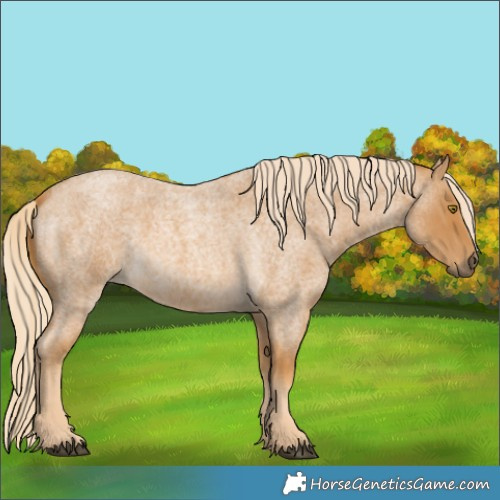 Horse Color:Palomino Roan 