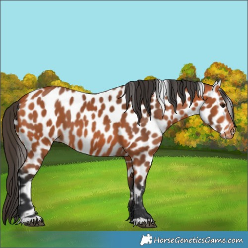Horse Color:Bay Leopard 