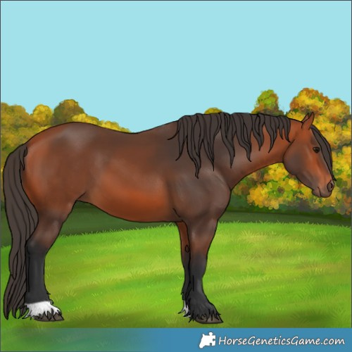 Horse Color:Bay 