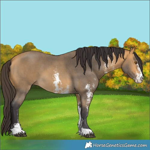 Horse Color:Buckskin Sabino