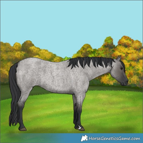 Horse Color:Grullo Roan 