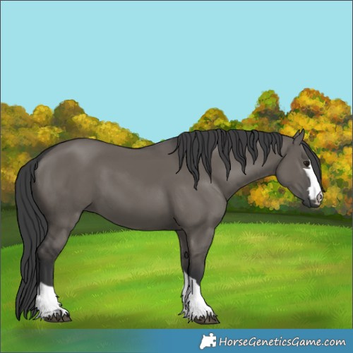 Horse Color:Grullo