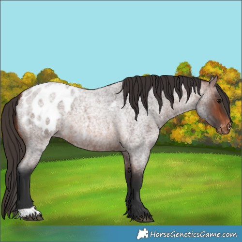 Horse Color:Brown Roan Blanket 