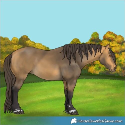 Horse Color:Buckskin