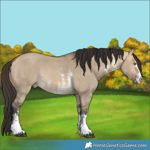 Horse Color:Buckskin Dun Sabino