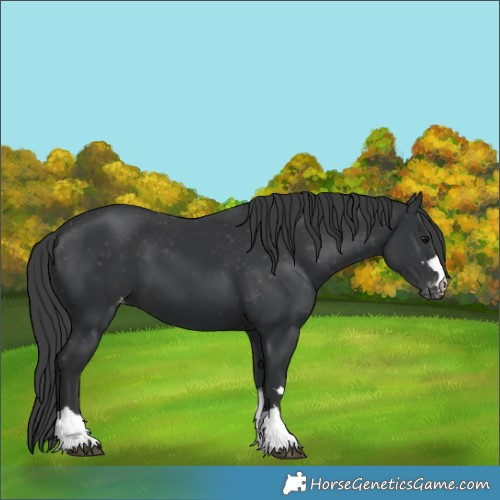 Horse Color:Black Varnish