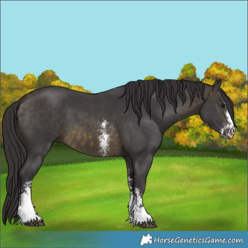 Horse Color:Buckskin Sabino