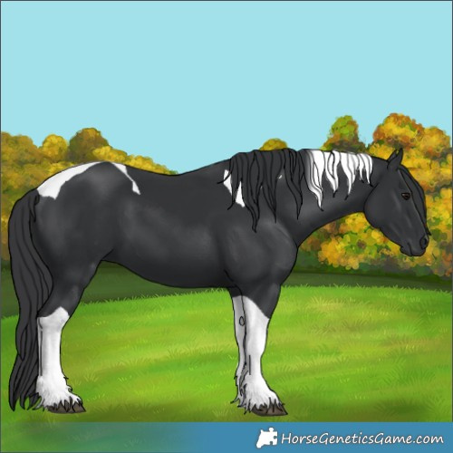 Horse Color:Unknown 