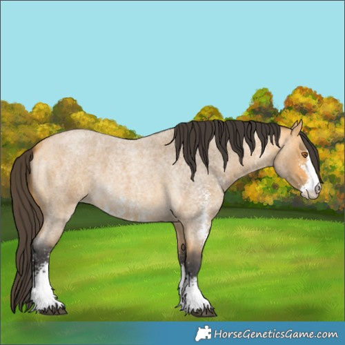 Horse Color:Buckskin Roan Sabino 