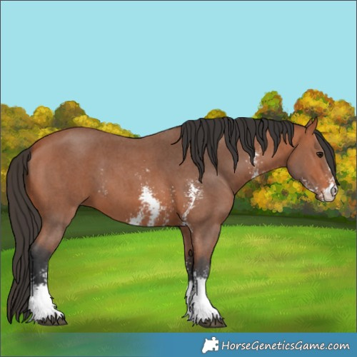 Horse Color:Unknown 
