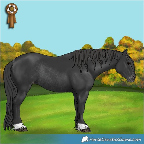 Horse Color:Black Appaloosa Rabicano 
