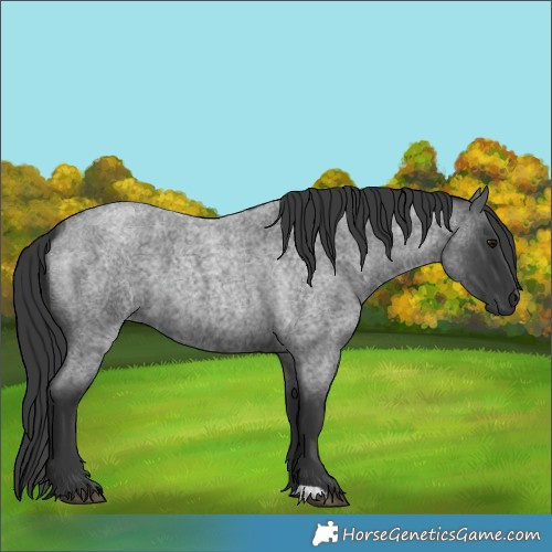 Horse Color:Blue Roan 
