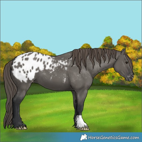 Horse Color:Grullo Appaloosa 